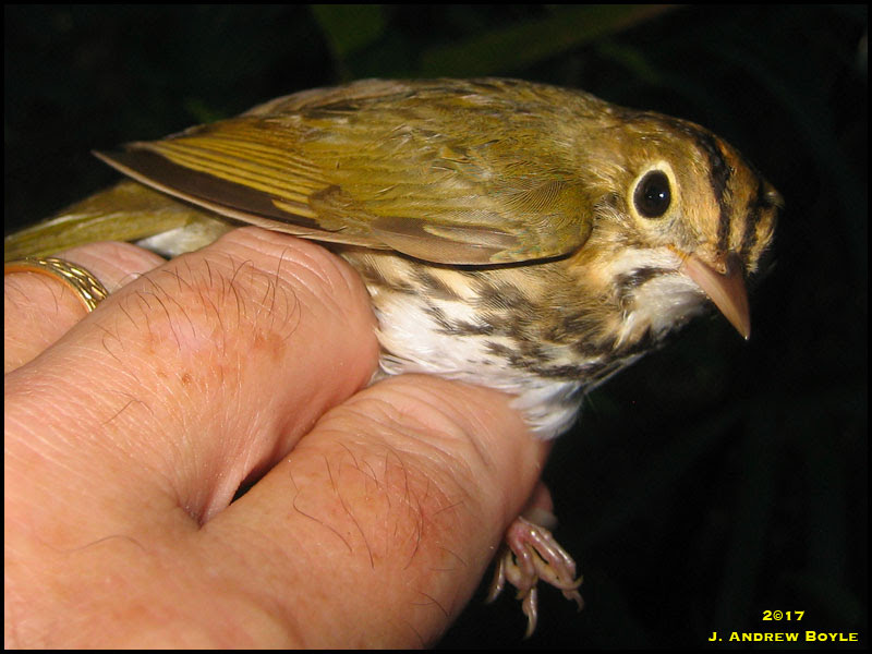 Ovenbird