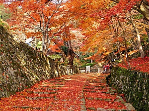 百済寺の紅葉 京都市東山青少年活動センターblog