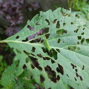 野菜の葉を食べる虫 やさいのいろは