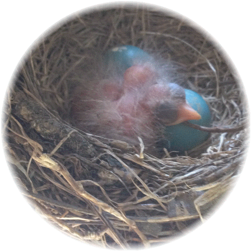 Baby robin 5/20/14