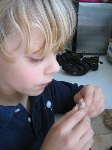Schecky Examines the Pit of the Mystery Fruit