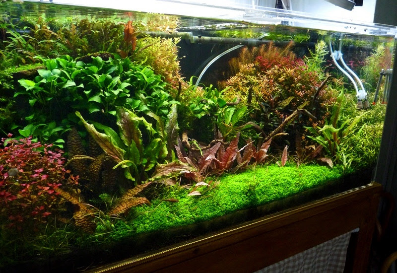 水槽 ９０ｃｍ ヒカリの国のアクア