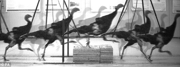 Working with colleagues from the Royal Veterinary College in London, the scientists looked at different species of birds (turkey pictured) and used the results to develop a computer model that simulates their behaviour. In order to stay upright, their leg movements may speed up or slow down