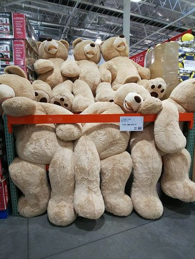 コストコのくまのぬいぐるみ でかっ こまりーーーーーんこ