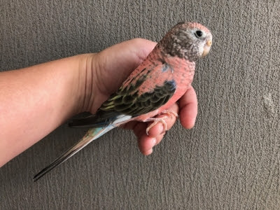アキクサインコ ローズ 手乗り Lovebirdfukuoka ラブバードフクオカ インコや小動物の販売専門店
