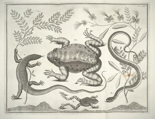 frog, lizard, snake illustrations