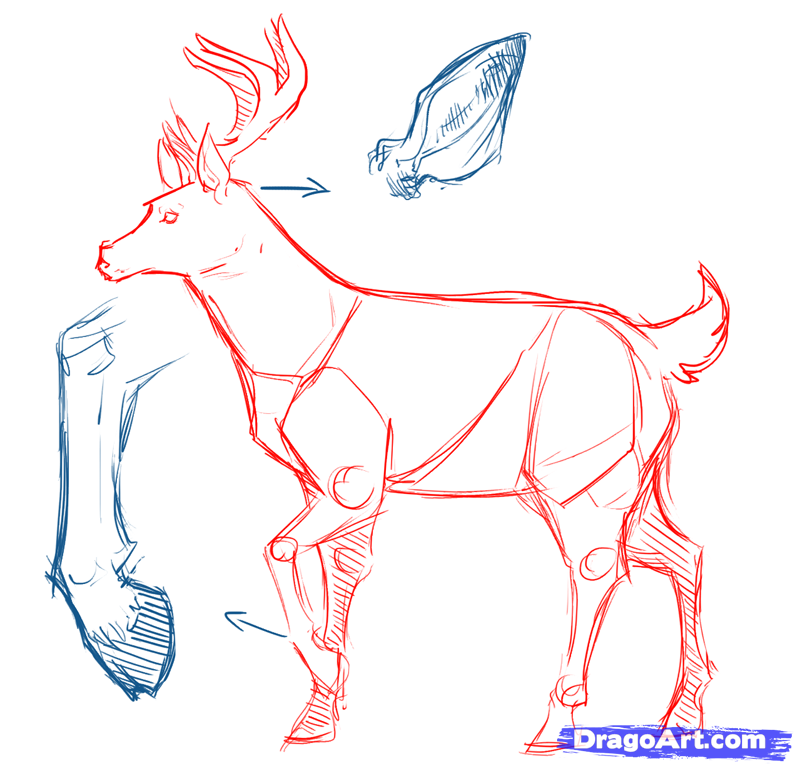 Deer Anatomy Drawing at GetDrawings | Free download