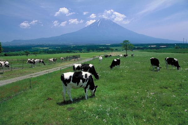 朝霧高原 ハローナビしずおか 静岡県観光情報