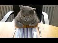 These amusing ANIMALS will make you LAUGH HARD - Ultimate funny ANIMAL COMPILATION