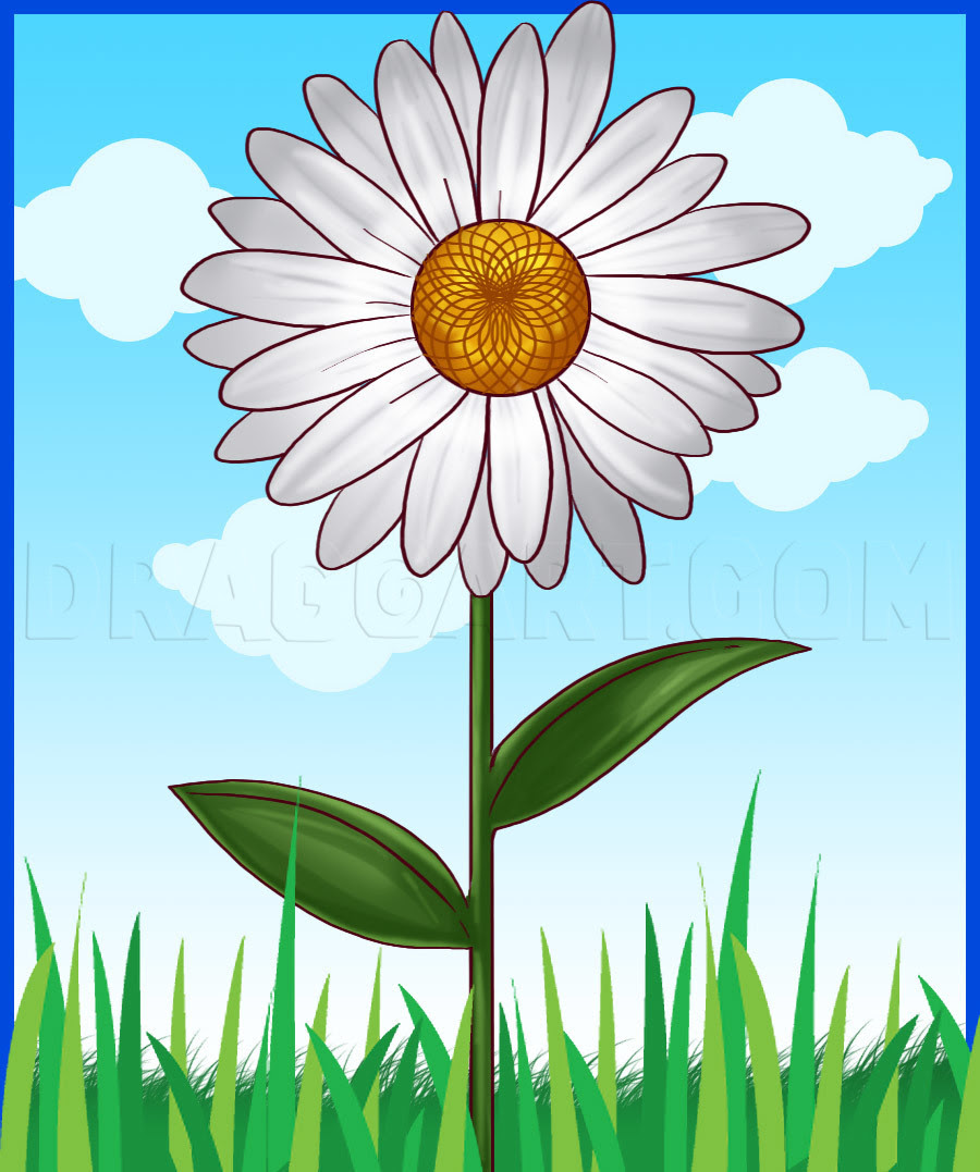 How to Draw a Daisy, Step by Step, Flowers, Pop Culture 