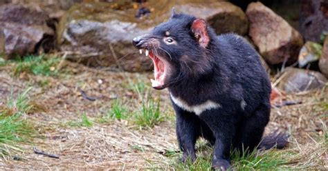 keren nama hewan huruf awal