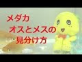 【印刷可能】 おすめす メダカ 見分け 方 種類 330698