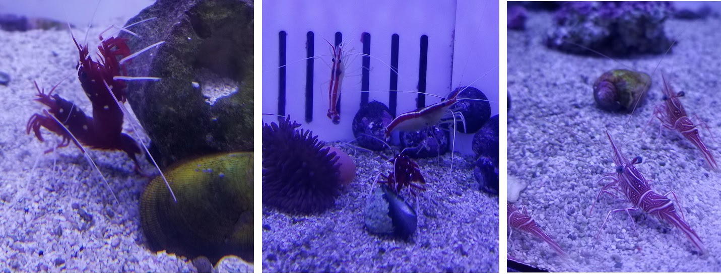 海のエビのアクアリウム Sea Shrimp Aquarium