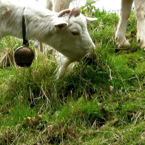Tinkling Goat