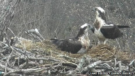 The birds have been identified as a new pair Bassenthwaite ospreys