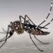 Typical Mosquito, insect deterrent, insect repellent, cockroaches, wasps, hornets, mosquito, mosquitoes, west nile, fruit flies, roaches, spiders, summer insects, insects, bugs, soda bottle trap, insect trap