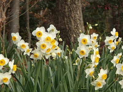 ニホンスイセンが咲いています 花の見ごろ