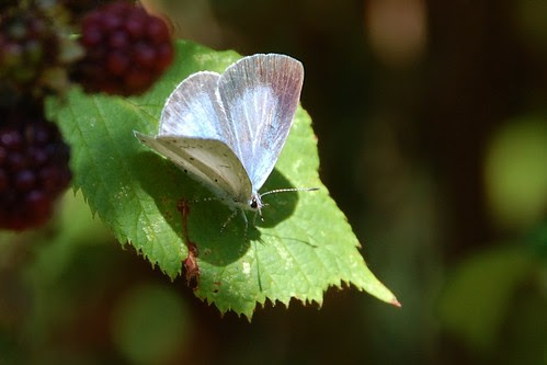 Holly blue butterfly