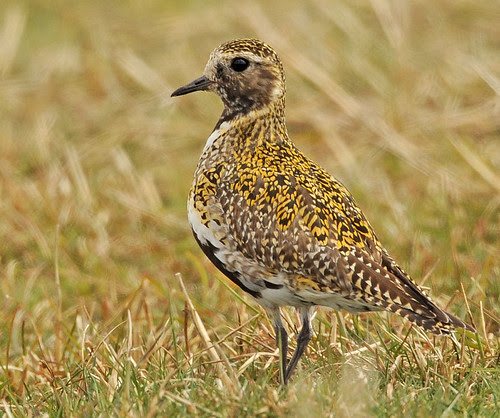 Golden Plover 1