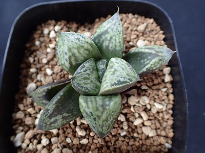 ハオルチア入荷 花伝 多肉植物 バラ 宿根草 Etc