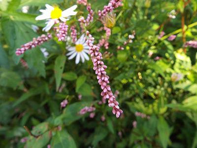 秋の山野草 まほろばの里たかはた 高畠町観光協会 公式ホームページ