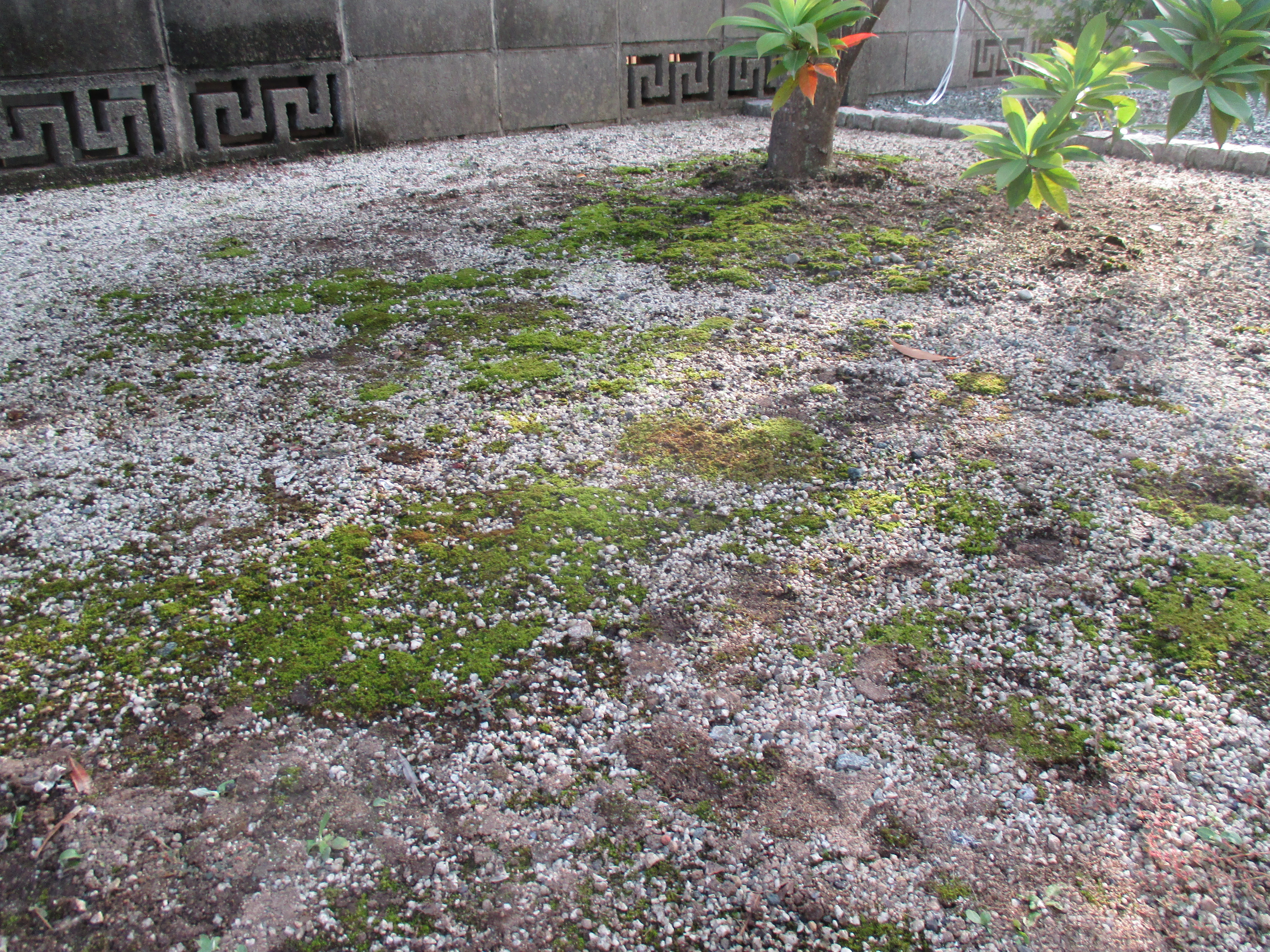 庭の地面にコケが生えてきた 木造注文住宅の家づくり Com
