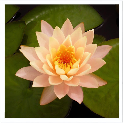 Water Garden