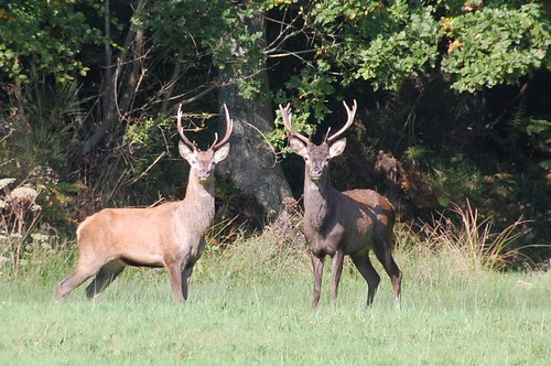 two deer