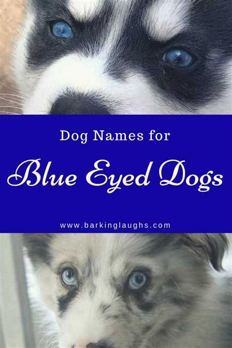 The gene for blue eyes is recessive, so both parents can carry it without exhibiting blue eyes. dog names for blue eyed dogs with a husky and a border collie husky dog