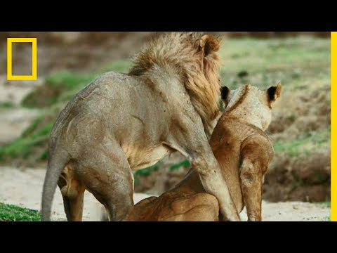 🔥🦁 دهاء لبؤات السافانا: قصة حقيقية توثق ذكاء الطبيعة البرية