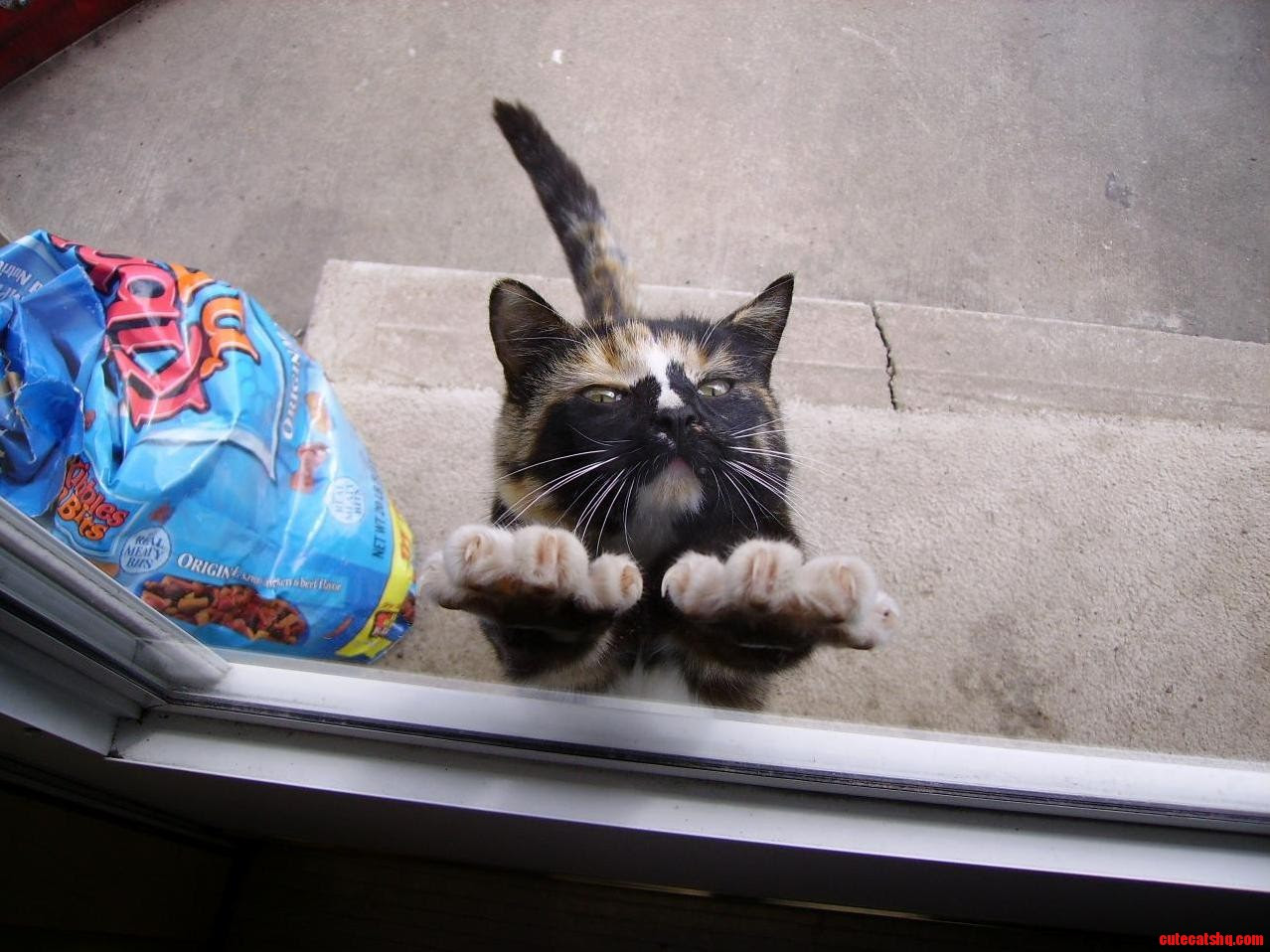 Kitty claws