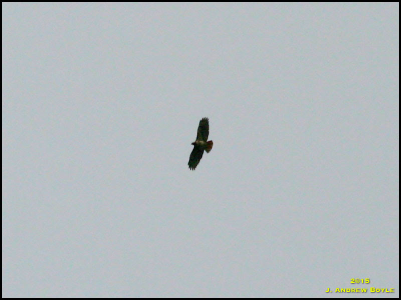 Red-tailed Hawk