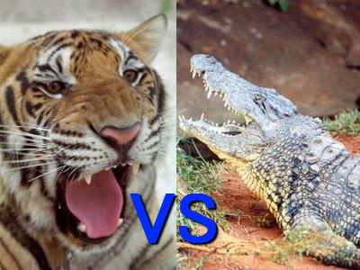 虎 Vs ワニ いったいどっちが強いのか らばq