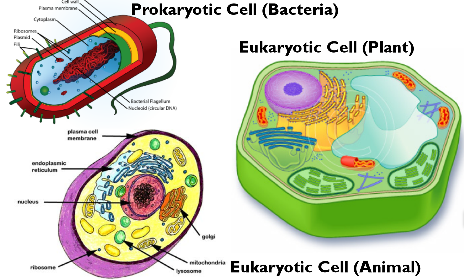 OL: Cell Parts QUIZ | Pangburn's Posts