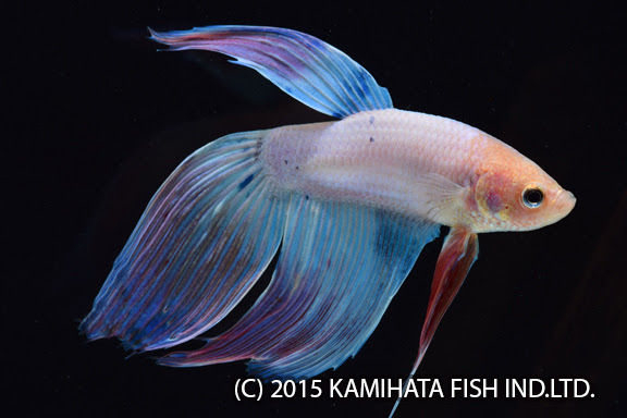 カラー分類 ベタ 神畑養魚株式会社