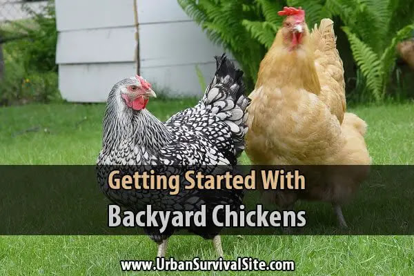 Getting Started With Backyard Chickens | Urban Survival Site