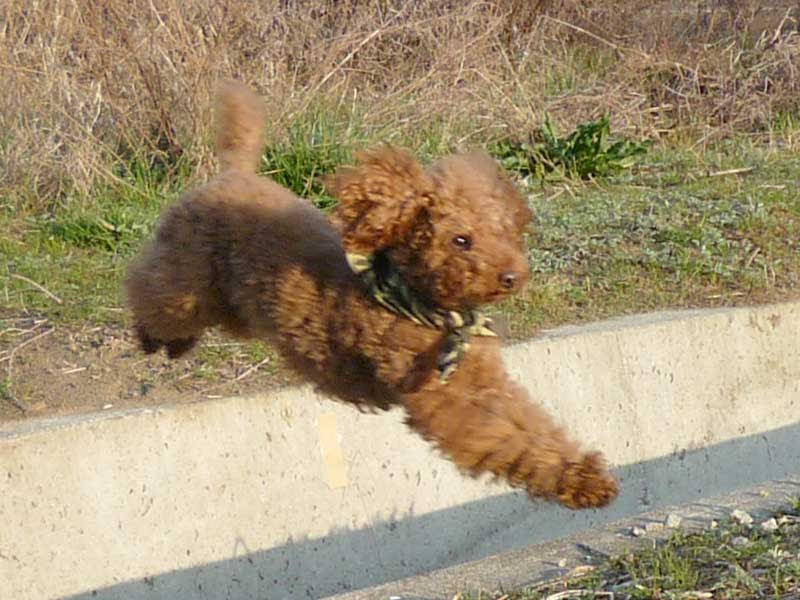 モヒカンですっきり ぽちも歩けば棒にあたる 弟はポロ