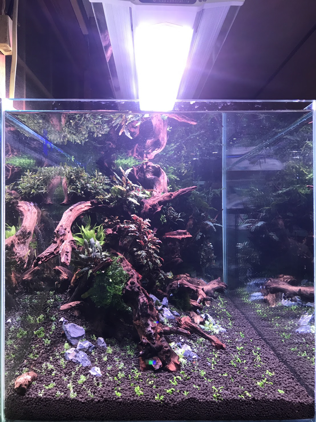 お客様出張レイアウト動画ｕｐ 様々入荷 Aquarium Tall Man