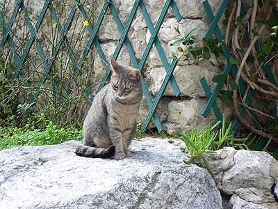chat gris.jpg