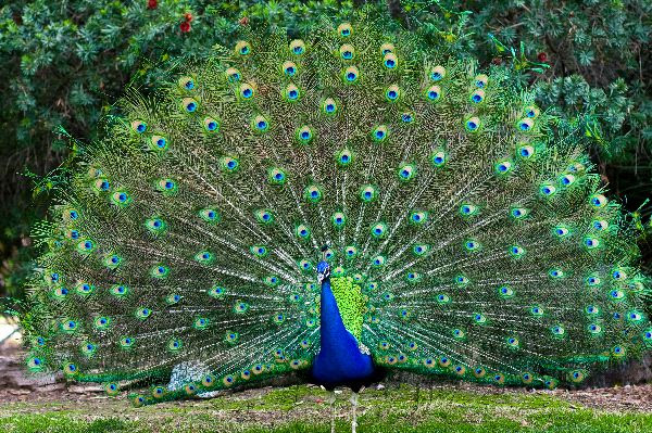 http://bioexpedition.com/wp-content/uploads/2012/04/Peacock_With_Fanned_Tail_600.jpg