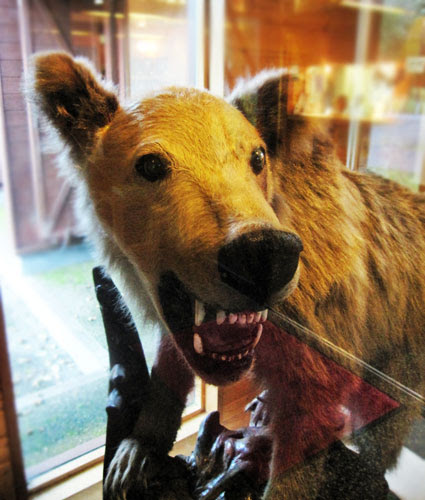 福岡大学ワンダーフォーゲル部ヒグマ襲撃事件