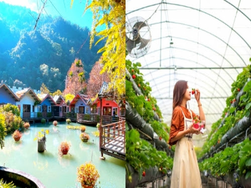 全包式 落羽松渡假村 童話 水上小花屋 新品種 粉嫩白草莓 搶先採 親子 泡湯 賞景 採果 一篇搞定 Toments 找話題