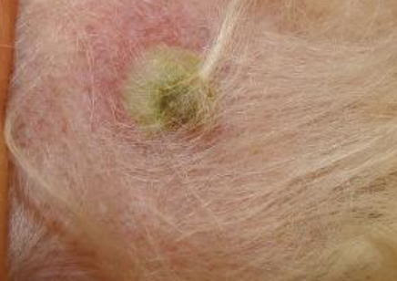 動物病院、皮膚病、千駄木、谷中、上野根津、西日暮里、田端、動物 