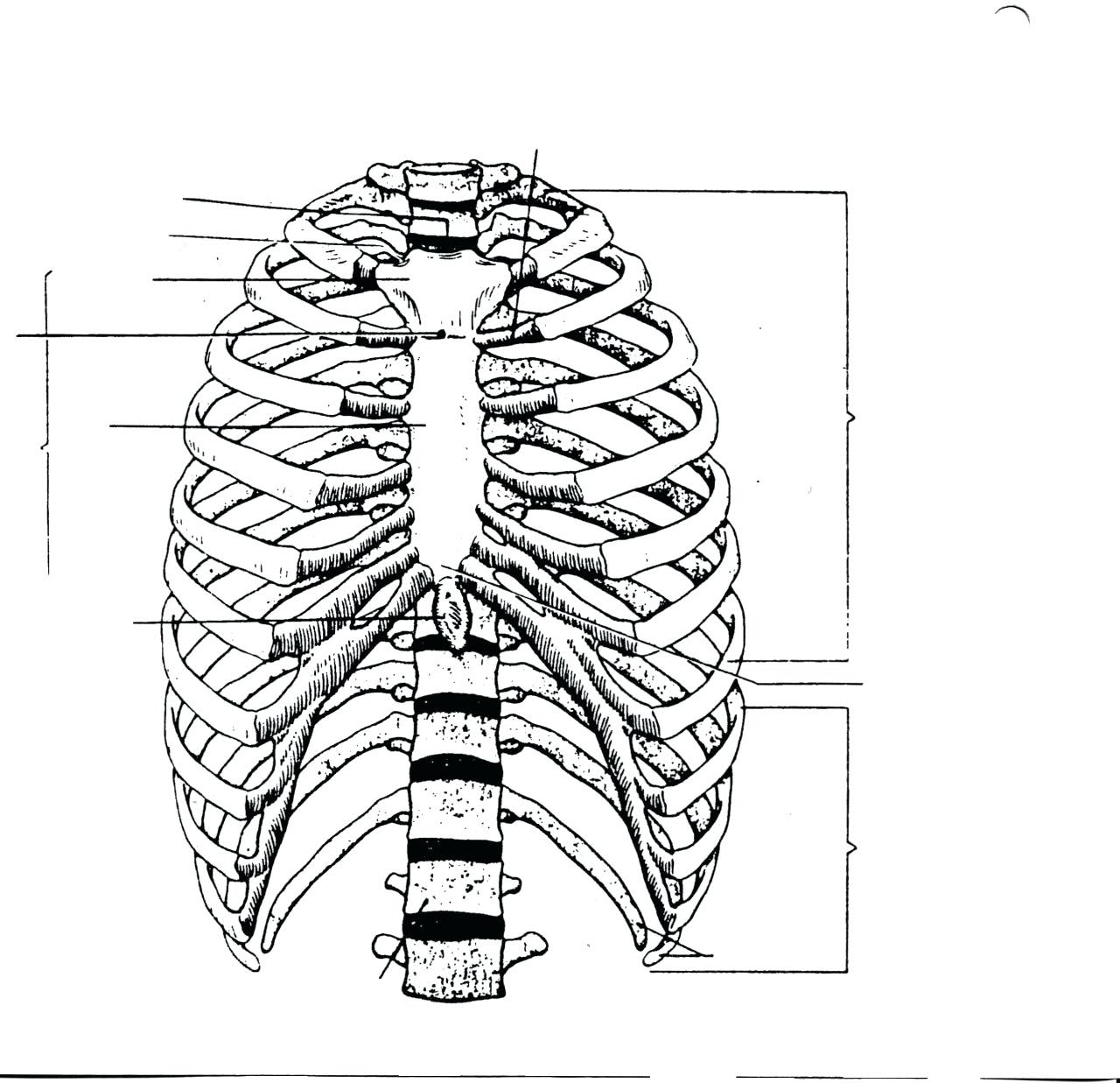 Rib Cage Anatomy / The Thoracic Cage · Anatomy and ...