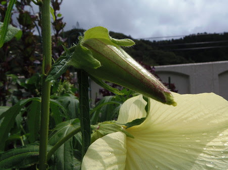 花オクラ トロロアオイ の育て方 種まき 4月 5月 暇人主婦の家庭菜園 楽天ブログ