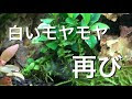 画像 熱帯魚 水カビ 食べる 163672