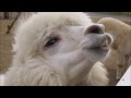 アルパカ 飼い方 220847-マインクラフト アルパカ 飼い方