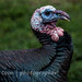 Citrus Heights turkeys