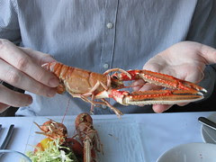 The biggest langoustine ever from Tony's langoustine platter starter at An Lochan