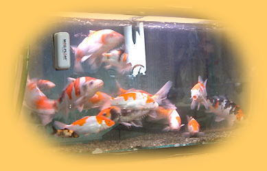 錦鯉の水槽飼育方法 飼い方 錦鯉飼育サイト コイパーク Koipark